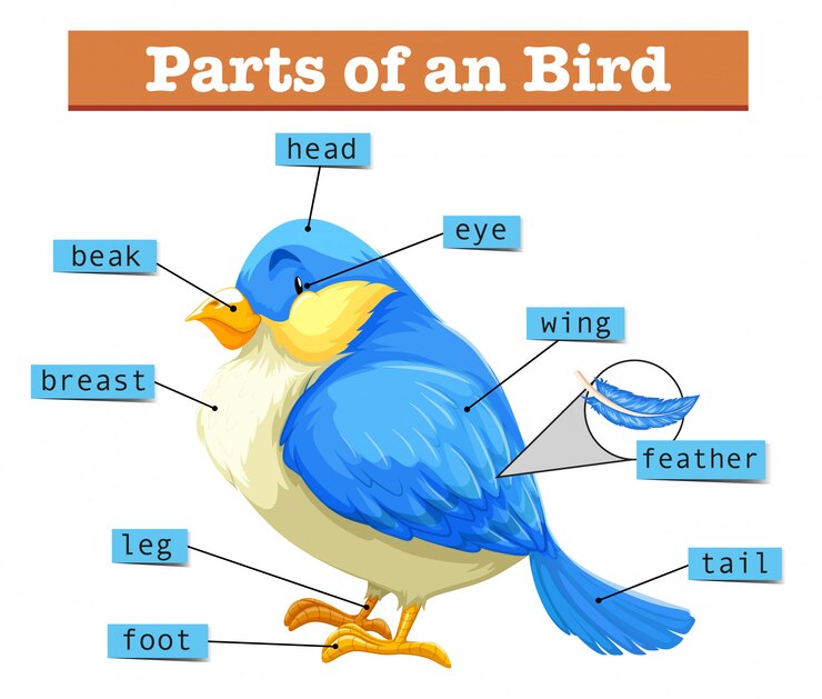 How Do Birds Mate: 7 Joyful Steps To Mastering How Birds Create Lasting 