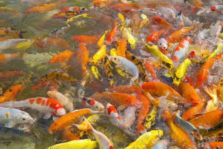 Mastering What Are the Advantages of Composite Fish Culture: 10 Strategies for Success