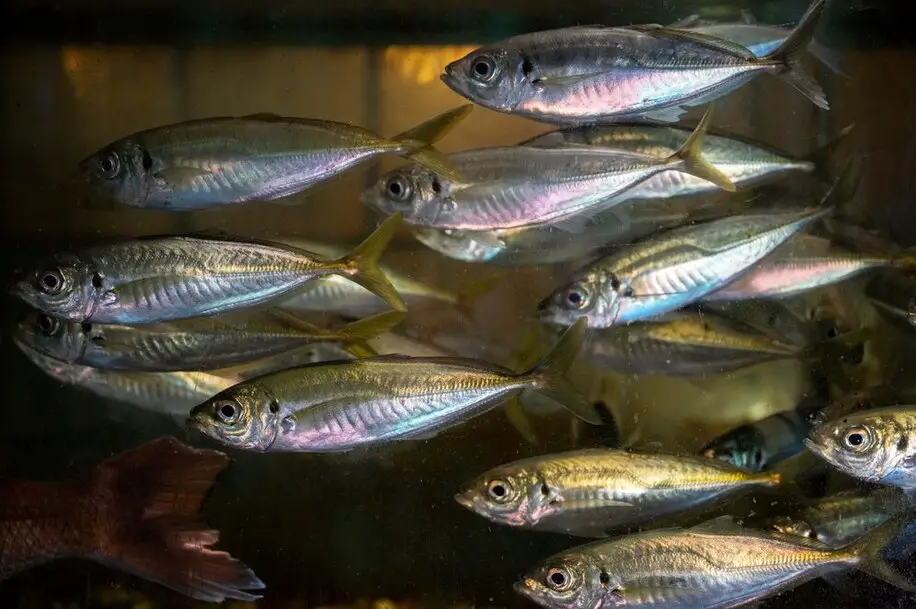 Mastering What Are the Advantages of Composite Fish Culture: 10 Strategies for Success
