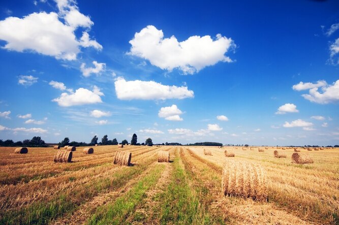 10 Powerful Positive Outcomes If Wheat is Sown in the Kharif Season What Would Happen