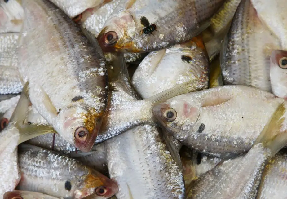 Mastering What Are the Advantages of Composite Fish Culture: 10 Strategies for Success