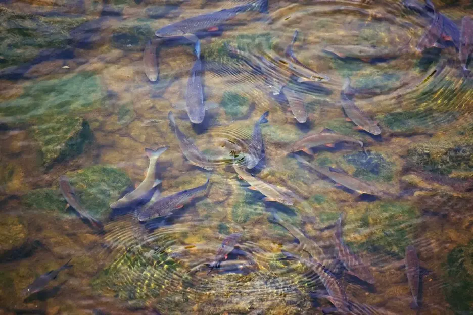 Mastering What Are the Advantages of Composite Fish Culture: 10 Strategies for Success