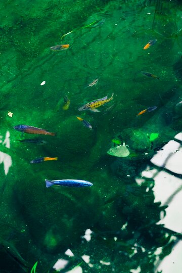 Mastering What Are the Advantages of Composite Fish Culture: 10 Strategies for Success