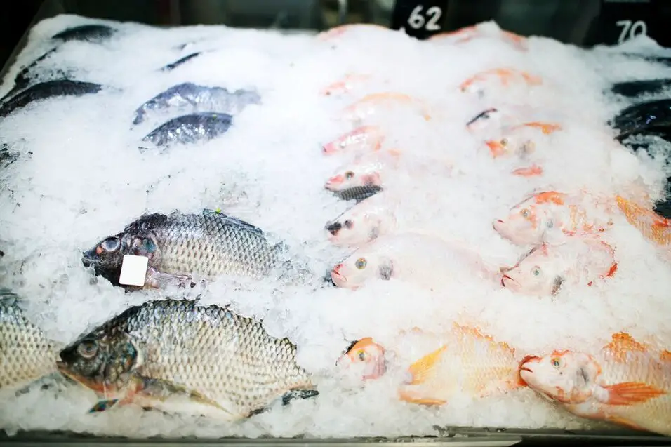Mastering What Are the Advantages of Composite Fish Culture: 10 Strategies for Success