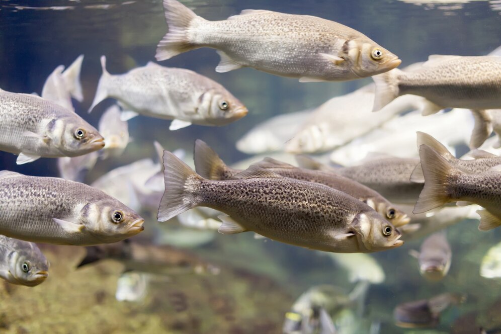 Mastering What Are the Advantages of Composite Fish Culture: 10 Strategies for Success