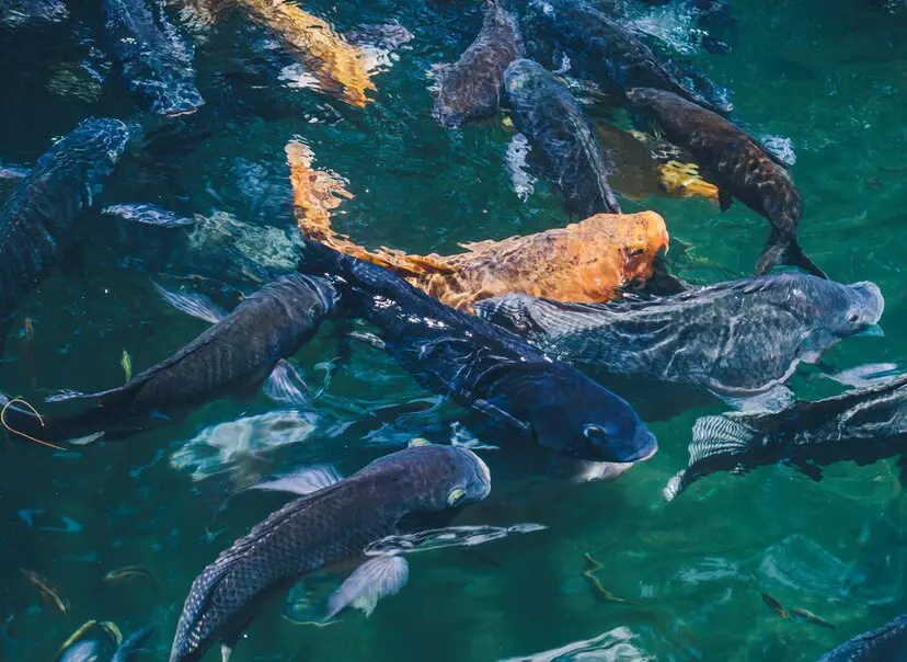 Mastering What Are the Advantages of Composite Fish Culture: 10 Strategies for Success