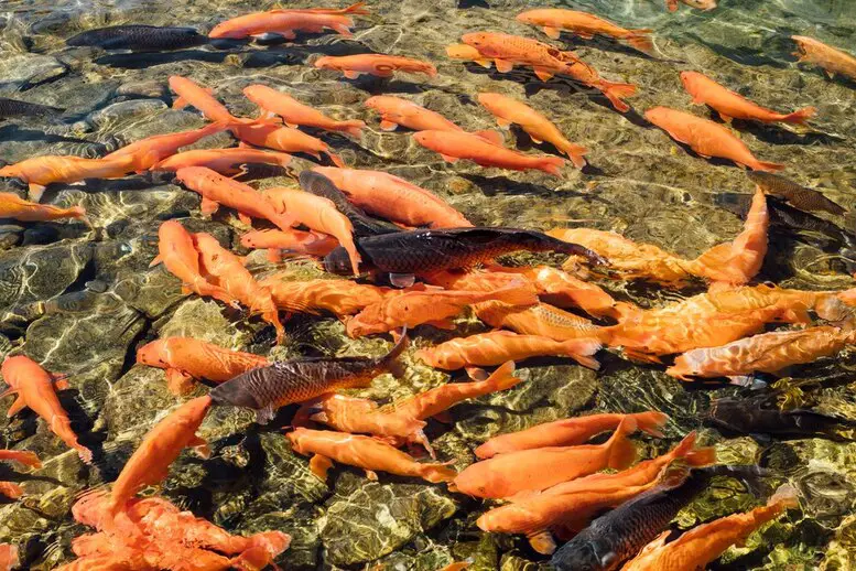 Mastering What Are the Advantages of Composite Fish Culture: 10 Strategies for Success
