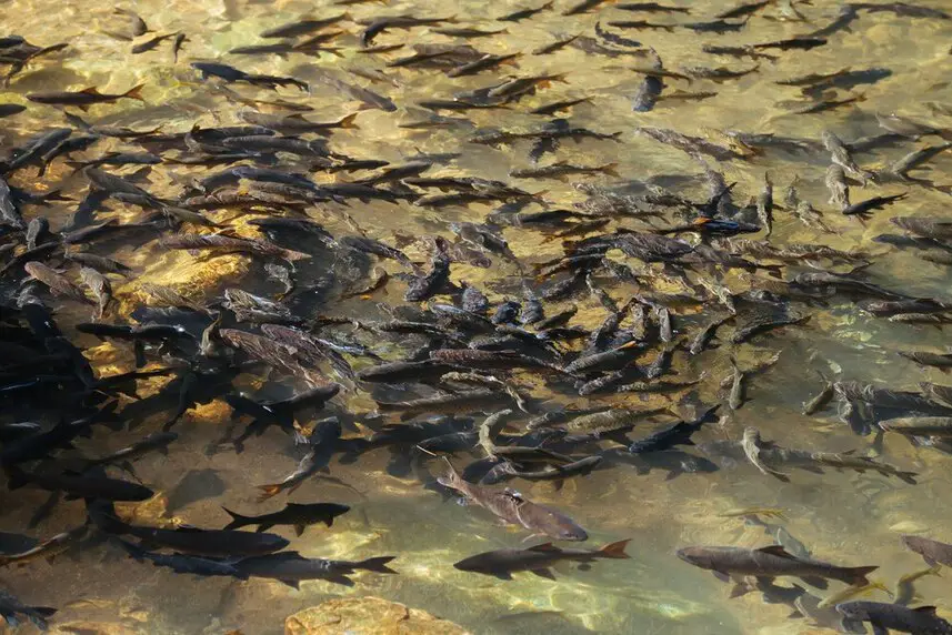 Mastering What Are the Advantages of Composite Fish Culture: 10 Strategies for Success