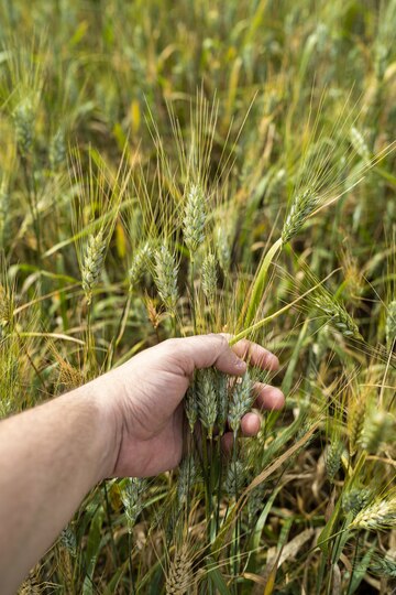 10 Powerful Positive Outcomes If Wheat is Sown in the Kharif Season What Would Happen