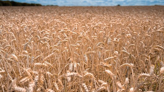 10 Powerful Positive Outcomes If Wheat is Sown in the Kharif Season What Would Happen