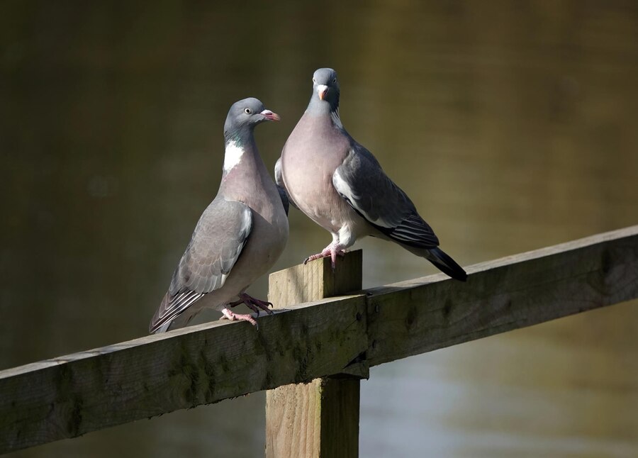 How Do Birds Mate: 7 Joyful Steps to Mastering How Birds Create Lasting Love