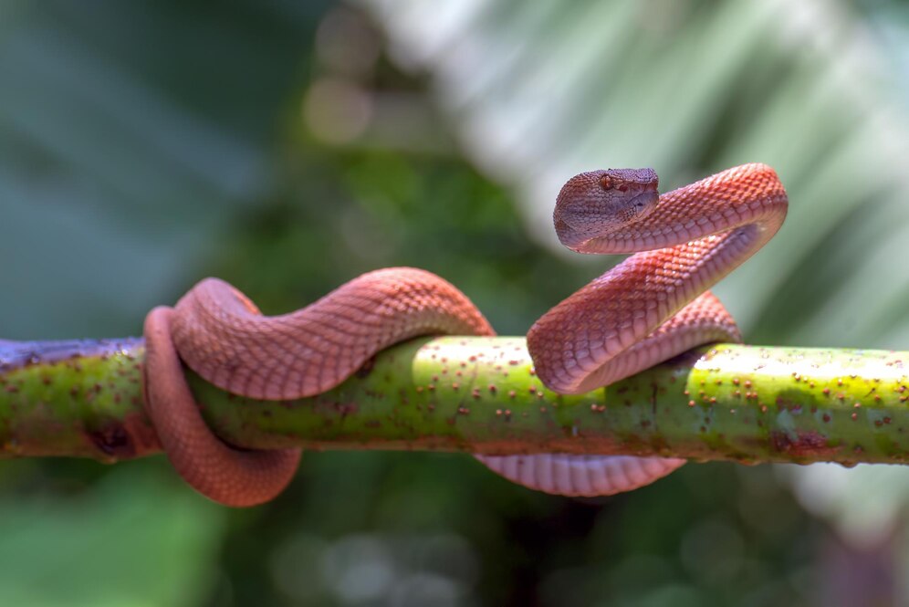 How Do Snakes Mate : Igniting and Maximizing Empowering Wisdom on the Dynamics of Successfully Mating in 9 Phases