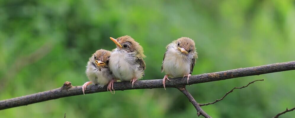 How Do Birds Mate: 7 Joyful Steps to Mastering How Birds Create Lasting Love