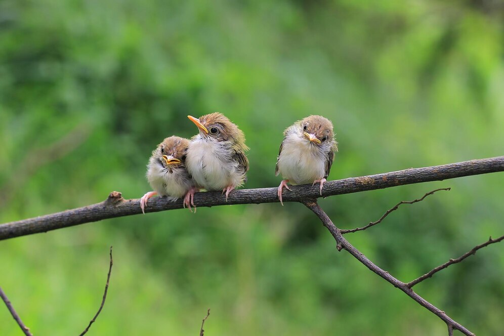 How Do Birds Mate: 7 Joyful Steps to Mastering How Birds Create Lasting Love