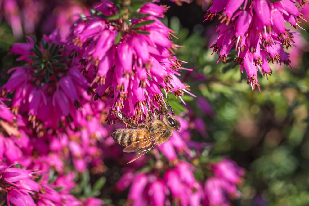 What Not to Plant with Bee Balm: Unveiling the Top 7 Offenders Exposed