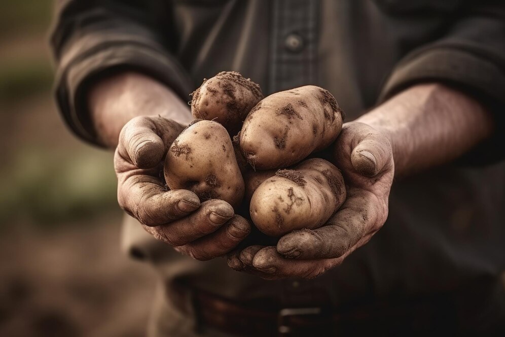 How Deep Do You Plant Potatoes? Unveiling the Power of Precision: Dig 12 Inches for Maximum Yields and Cultivate a Garden of Positive Potato Growing Experiences!