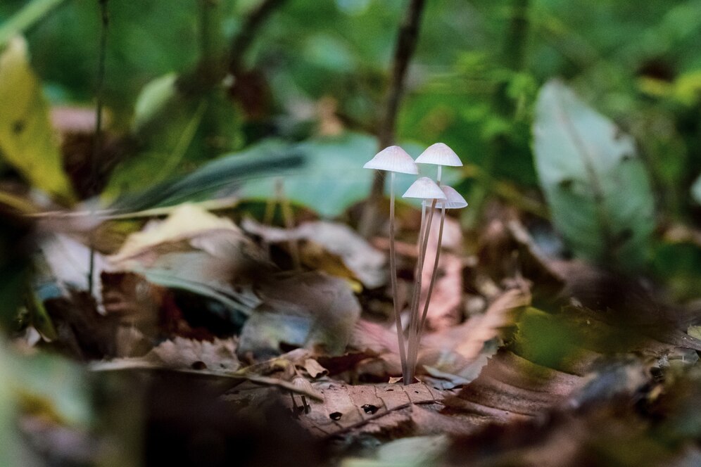 Mastering the Art: 10 Ways to Stunning how to make Forest in Little Alchemy