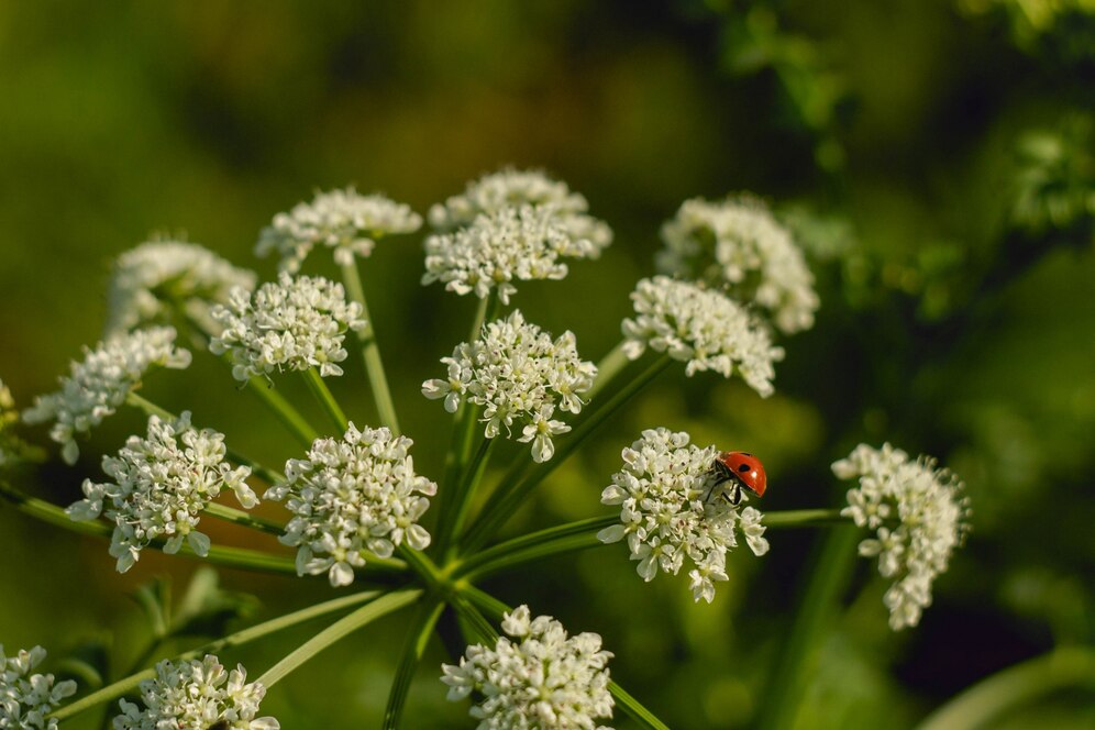 What Not to Plant with Bee Balm: Unveiling the Top 7 Offenders Exposed