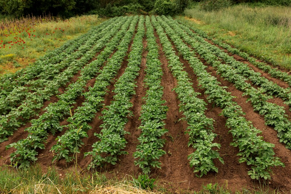 How Deep Do You Plant Potatoes? Unveiling the Power of Precision: Dig 12 Inches for Maximum Yields and Cultivate a Garden of Positive Potato Growing Experiences!