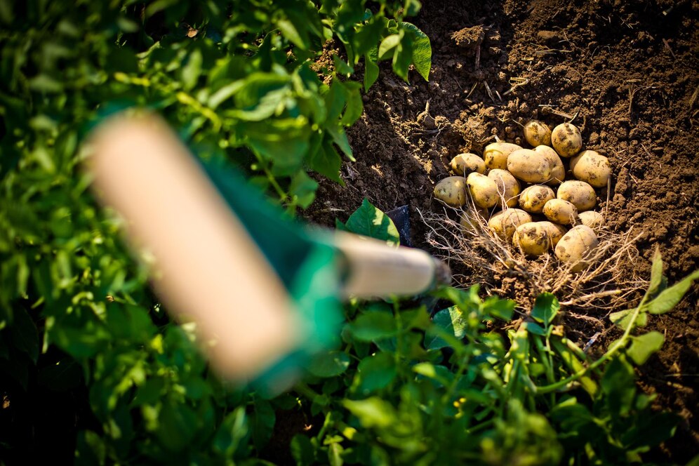 How Deep Do You Plant Potatoes? Unveiling the Power of Precision: Dig 12 Inches for Maximum Yields and Cultivate a Garden of Positive Potato Growing Experiences!