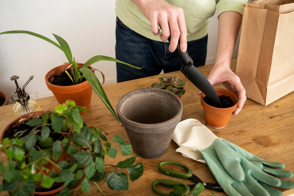 How to Propagate Rubber Plant Like a Pro: 9 Positive Steps for Success