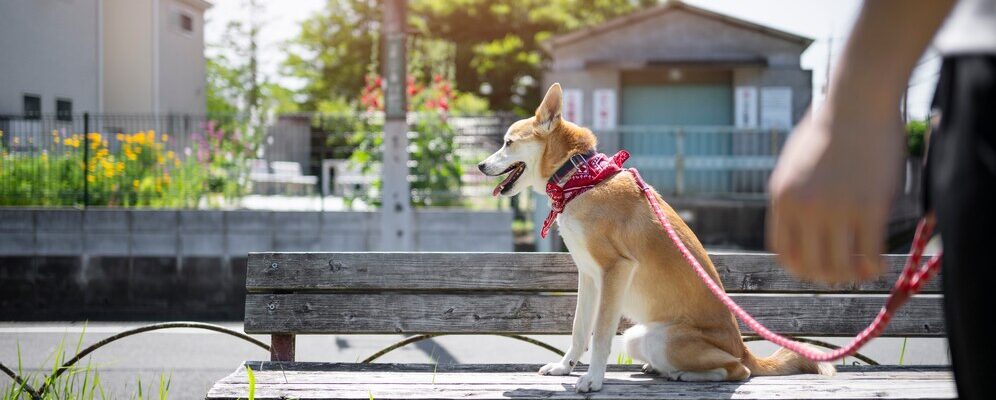 Garden Grove Dog and Cat Hospital: 9 Vital Tips for Pet Health Success