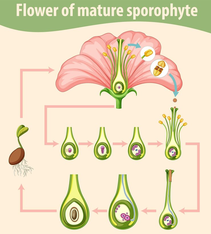 How does the process of fertilization take place in flower: Unlocking the Mysteries with 7 Positive Steps and exposed