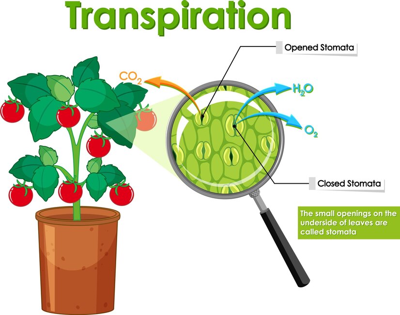 How does the process of fertilization take place in flower: Unlocking the Mysteries with 7 Positive Steps and exposed