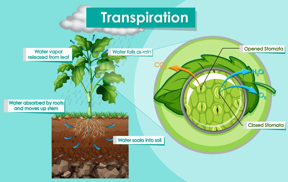 How does the process of fertilization take place in flower: Unlocking the Mysteries with 7 Positive Steps and exposed